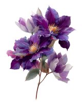 Purple clematis flowers with golden centers isolated on white background for botanical art and floral design projects.