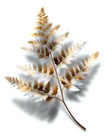 Elegant golden fern branch with delicate leaves isolated on white background, casting soft shadow. Botanical art element for design projects.