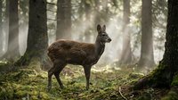 Young roe deer standing alert in misty forest with sunbeams filtering through trees, wildlife photography showcasing natural habitat and serene woodland atmosphere.