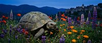 Large tortoise walking through colorful wildflower meadow with mountain village backdrop at dusk creating peaceful natural scene.