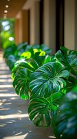Lush green Monstera deliciosa leaves catching sunlight in modern hallway, creating dramatic shadows and depth. Natural tropical interior design element.