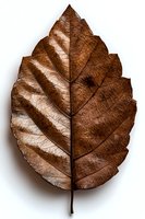 Dried brown autumn leaf with detailed vein structure isolated on white background, showcasing natural texture and seasonal change.