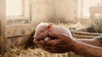 Farmer holding newborn piglet in hands at farm barn, agricultural livestock care and animal husbandry concept for farming industry.