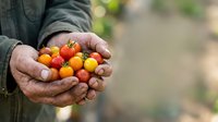 Close-up of weathered hands holding fresh ripe cherry tomatoes in various stages of ripeness, perfect for agricultural, farming, and food production content.