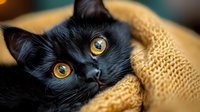 Close up portrait of black cat with bright yellow eyes peeking out from yellow knitted blanket, showing curious expression against blurred background.