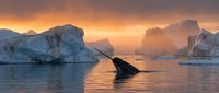 Humpback whale breaching among icebergs during golden hour sunrise in polar waters, showcasing marine wildlife and arctic landscape photography.