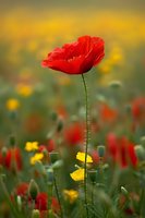 Vibrant red poppy flower stands tall among yellow wildflowers in meadow with soft bokeh background, creating romantic spring or summer nature scene.