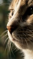 Close-up portrait of domestic cat face showing detailed whiskers, nose and fur texture in warm natural lighting for pet care and animal photography.