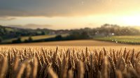 Golden wheat field at sunset with sunlit dust particles floating in air, rolling hills and soft clouds in background create dreamy rural landscape atmosphere.