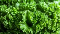 Fresh curly kale leaves macro shot showing detailed texture and vibrant green color. Natural organic vegetable background for healthy eating concepts.
