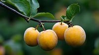 Fresh ripe yellow plums growing on tree branch with green leaves in summer garden, natural organic fruit harvest on blurred background.