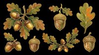 Autumn acorn and oak leaf clipart set, isolated on transparent background. Great for fall stickers, t-shirt design, print on demand, and sublimation projects.