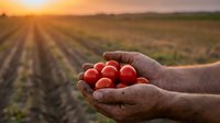 Farmer hands holding fresh red cherry tomatoes at sunset over agricultural field rows with golden light rays creating warm harvest atmosphere.