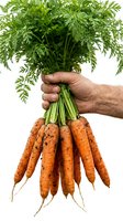 Male hand holding a bunch of freshly harvested carrots with green tops and soil, isolated on white background.