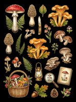 Mushroom and forest botanical collection with red toadstools, golden chanterelles, ferns, leaves, basket, lantern, magnifying glass, and vintage field guide illustrations isolated on transparent background for clipart, stickers, and design projects.