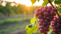 Ripe red grapes hanging on vine in vineyard at golden hour sunset. Fresh fruit harvest season in winery agriculture plantation with warm sunlight.