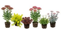 Collection of potted flowering plants and herbs in wicker baskets arranged in row, featuring colorful blooms and foliage for gardening and home decor.