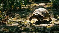 Large tortoise walking on mossy rocks in natural forest habitat with dappled sunlight filtering through trees creating peaceful wildlife scene.