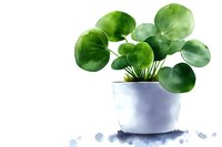 Watercolor Chinese money plant in white ceramic pot with round green leaves against light background, botanical art style illustration for home decor.