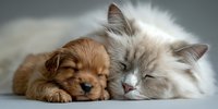 Adorable puppy and kitten sleeping peacefully together on soft white bedding, showcasing friendship between pets in cozy home environment.