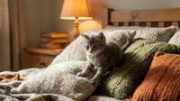 Gray tabby kitten sitting on cozy bed with knit pillows and warm lighting, perfect for home decor, pet care, and lifestyle content.