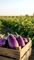 Fresh purple eggplants in wooden crate at organic farm during golden hour harvest time for healthy cooking and agricultural produce marketing.