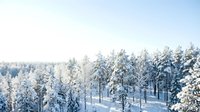 Winter forest landscape with snow-covered evergreen trees and clear blue sky, suitable for seasonal backgrounds, nature themes, and travel promotions.