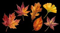 Six autumn leaves in warm red, orange and yellow tones, isolated on transparent background. Ready for t-shirt design, stickers, clipart, sublimation, print on demand.