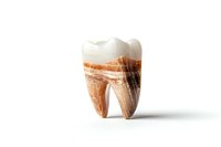 Anatomical structure of molar tooth showing detailed cross section with root canals and enamel layers on white background for dental education and healthcare.