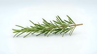 Sprig of fresh rosemary herb isolated on white background, ready for culinary, wellness, and design projects.