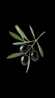 Black olives on branch with green leaves isolated on transparent background, ready for clipart, t-shirt design, stickers, print-on-demand products, and sublimation projects.