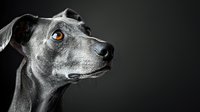 Side profile of blue grey dog with striking amber eyes against dark background, dramatic lighting highlights facial features and expressive gaze. Perfect for pet photography.