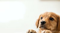 Adorable golden retriever puppy with expressive eyes looking up, perfect for pet care advertising, veterinary services, and animal welfare campaigns.