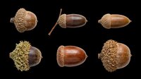 Acorns isolated on transparent background, ready for clipart, t-shirt design, stickers, print-on-demand products, and sublimation projects.