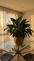 Large tropical houseplant in ceramic pot on glass dining table with wire chairs in modern sunlit room with sheer curtains creating warm atmosphere.