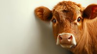 Young brown cow with curious expression and large eyes looking directly at camera against light background, close-up portrait showing facial features and fuzzy fur.