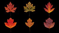 Autumn maple leaves in various shades of red, orange, and burgundy, isolated on transparent background. Ready for t-shirt designs, clipart, stickers, sublimation, print-on-demand products, and digital crafts.