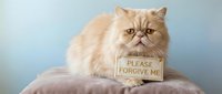 Adorable orange Persian cat with flat face holding please forgive me sign, expressing guilt and apology. Perfect for pet humor, relationship concepts, and forgiveness themes.
