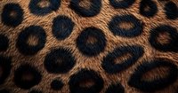 Close up view of natural leopard fur pattern showing dark rosettes and spots on golden brown background, detailed texture of wild cat coat markings.