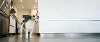 White dog standing in modern kitchen with sleek cabinets and stainless steel appliances on polished floor for pet care and home lifestyle content.