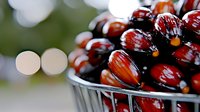 Fresh ripe palm oil fruits in metal basket with natural bokeh background, selective focus on glossy red drupes showing harvest quality.