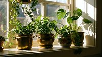 Indoor plants in decorative pots on sunny windowsill creating cozy home garden atmosphere for interior design and urban gardening lifestyle.