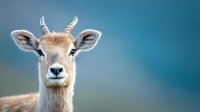 Close-up portrait of young antelope with small horns and large ears against smooth blue background, showcasing wildlife in natural habitat.