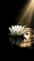 White lotus flower floating on dark water with golden sunlight rays creating peaceful zen meditation atmosphere for wellness and spirituality concepts.