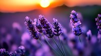 Vibrant purple lavender flowers in bloom against dramatic sunset sky with golden sun and mountain silhouettes, creating serene natural landscape.