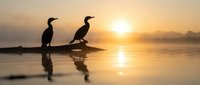 Two cormorants perched on a rock at sunrise, silhouetted against golden water reflections. Ideal for nature, wildlife, and serene landscape projects.