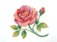 Pink and coral rose with layered petals and unopened bud, isolated on white background with green stem and leaves. Suitable for botanical illustrations, floral designs, greeting cards, and decorative artwork.