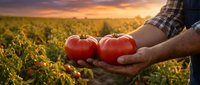 Farmer hands holding fresh ripe red tomatoes at sunset in agricultural field. Organic farming harvest concept for healthy food production and agriculture.