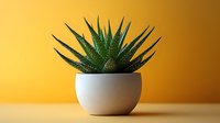 Green succulent plant in white ceramic pot against vibrant yellow background with soft shadow, minimalist composition for modern interior decor and botanical design.