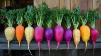 Fresh rainbow carrots in vibrant colors from white to purple arranged in a row on rustic wooden background. Organic farm vegetables with green tops showing natural variety.